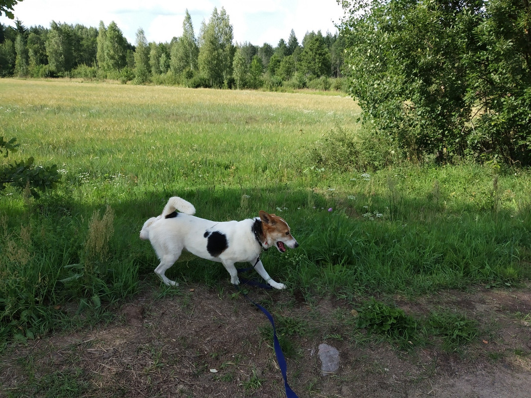 полкаша на прогулке