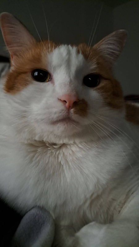 stoic