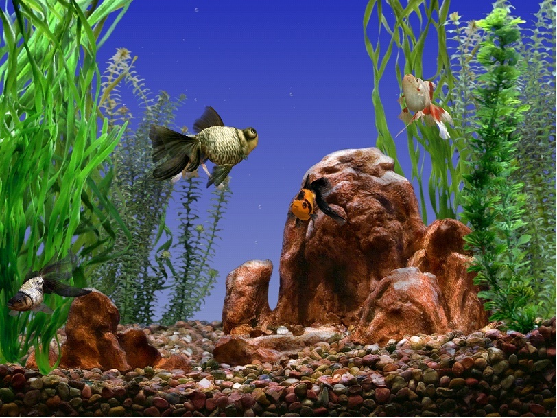 goldfish aquarium 3d screensaver