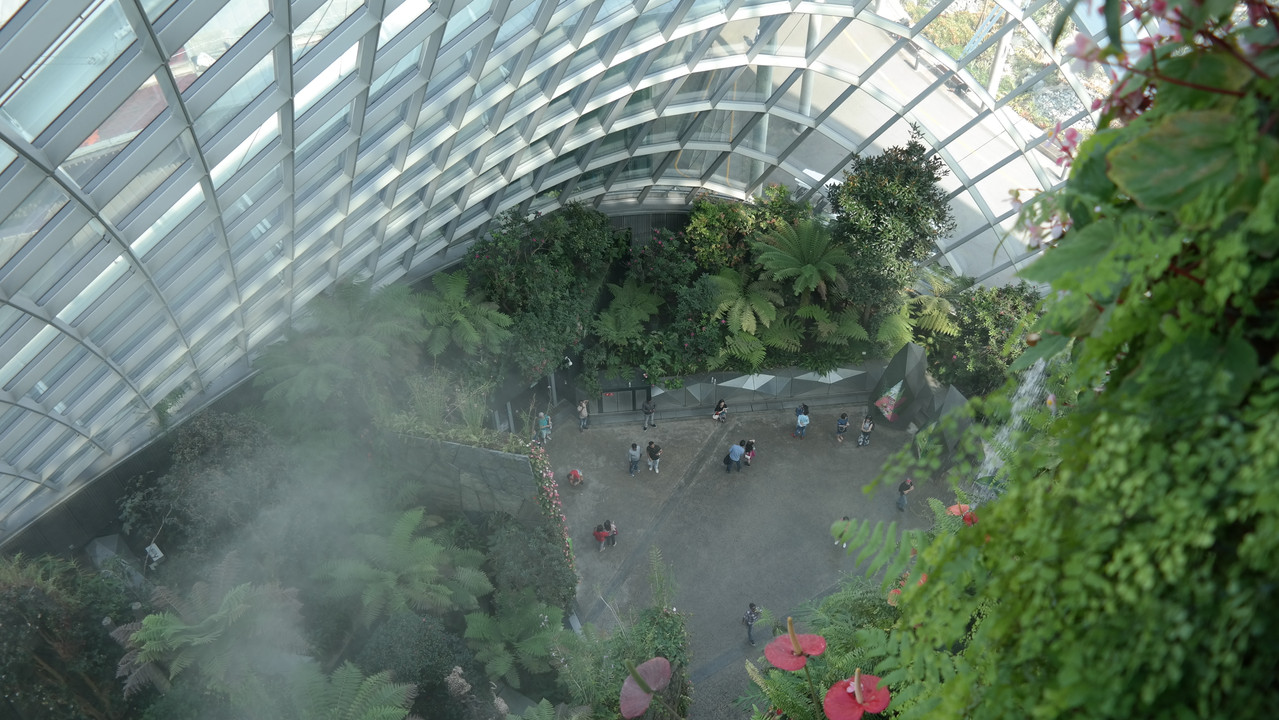 Cloud Forest 25