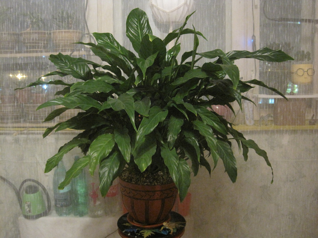 Спатифиллум Шопен 17.01.2023 г