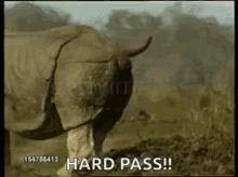 rhino-pooping