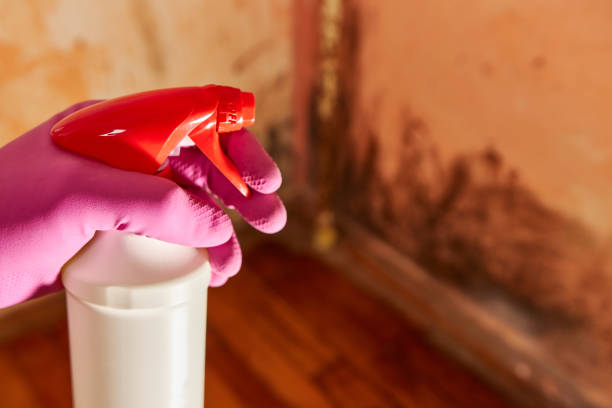 disinfestation-4.jpg