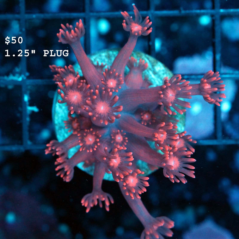 IMG_7251_1024x1024@2x