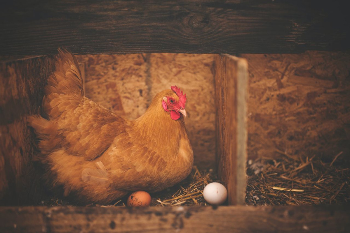 E’ nato prima l’uovo o la gallina? Biologi evolutivi per confutare la teoria