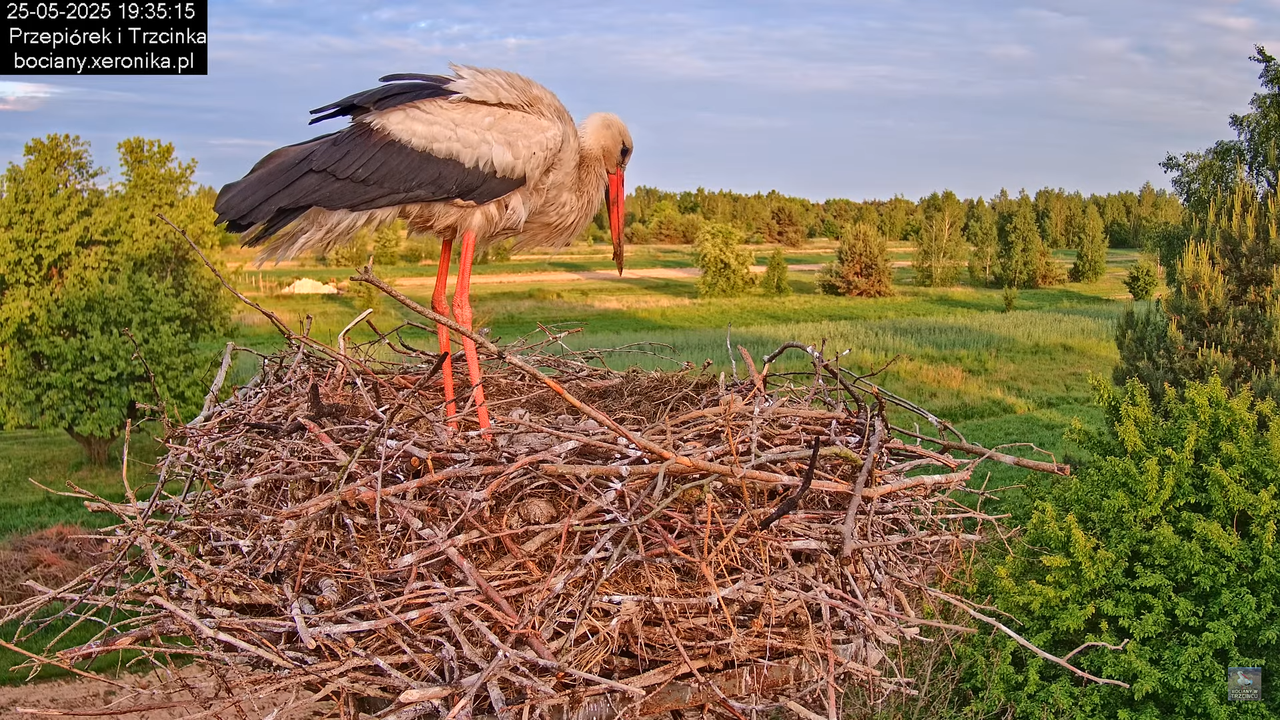 25052025bociany34