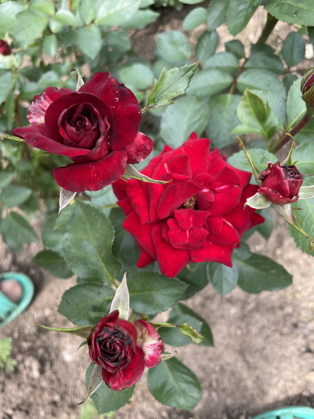 https://i.postimg.cc/zXbDh3Tm/IMG-5341.jpg