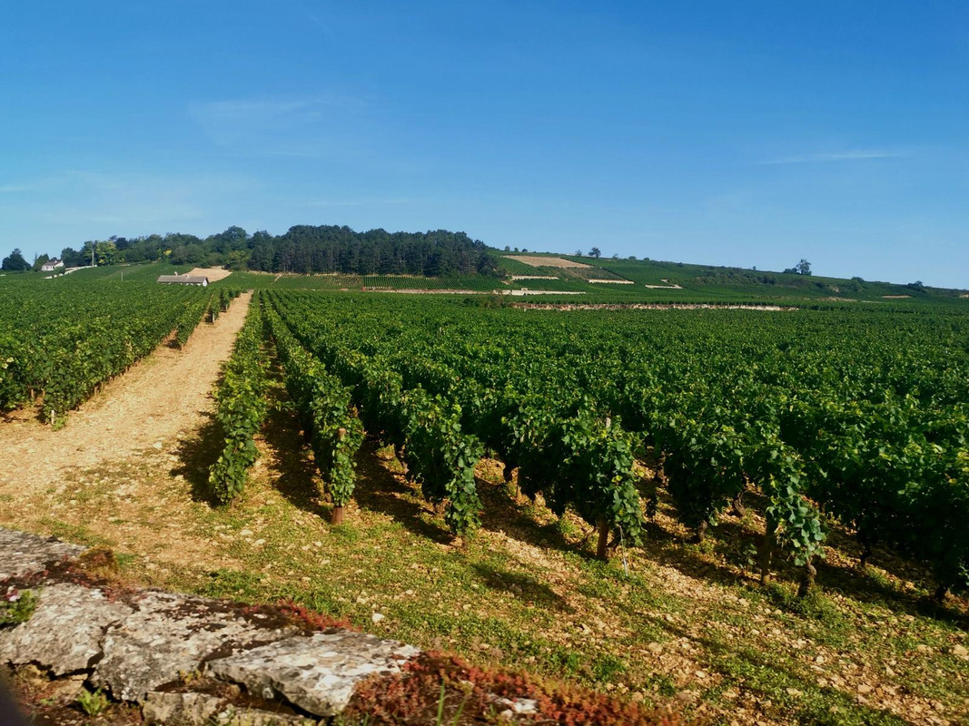 Bourgogne2019 (56).jpg.1