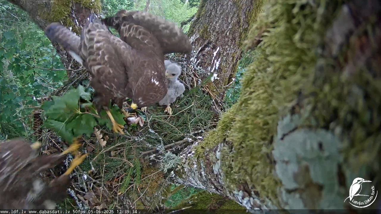 Melnās klijas (Milvus migrans) Kurzemē_ peļu klijāni (Buteo buteo) 8-55-49 screenshot