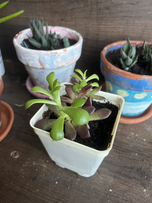 a  sand rose succulent in a small white plastic container. it has older purple pads close to the soil and large green pads extending upward