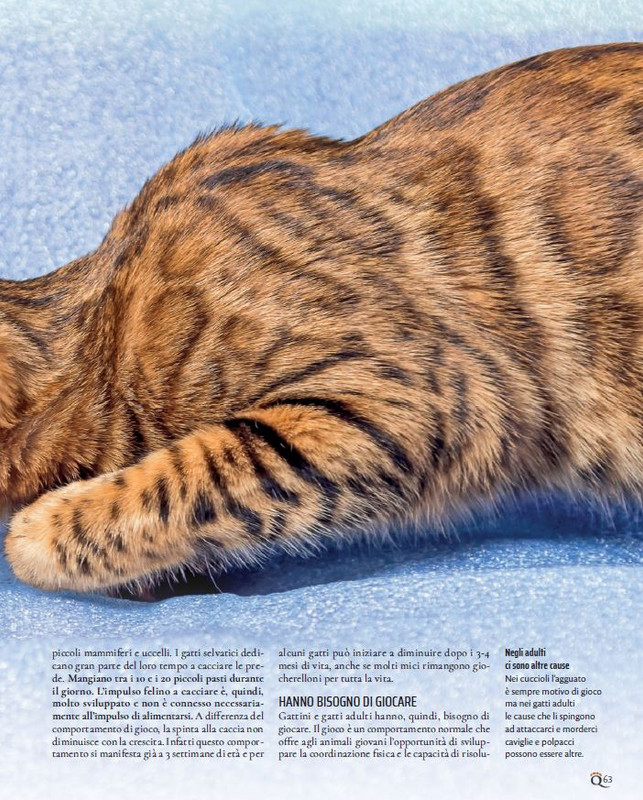 QuattroZampe Set 2021 (8)