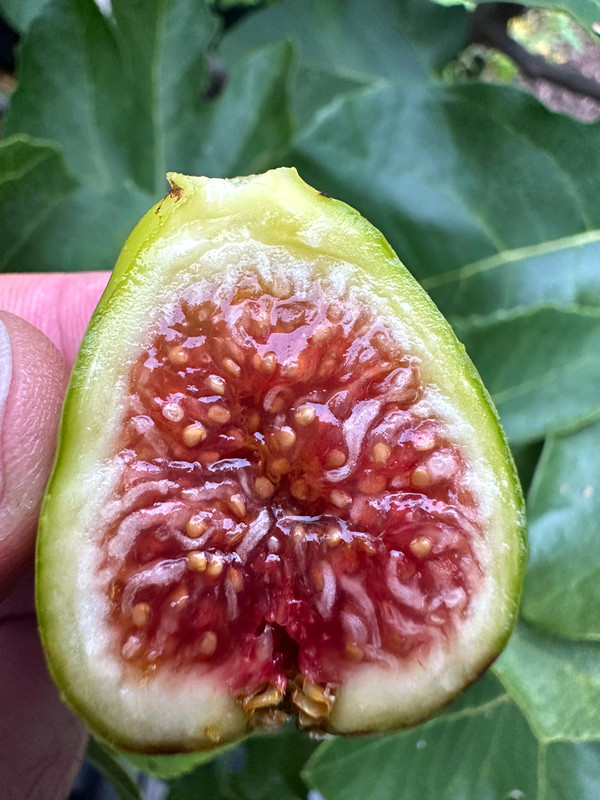 figs-442.jpg