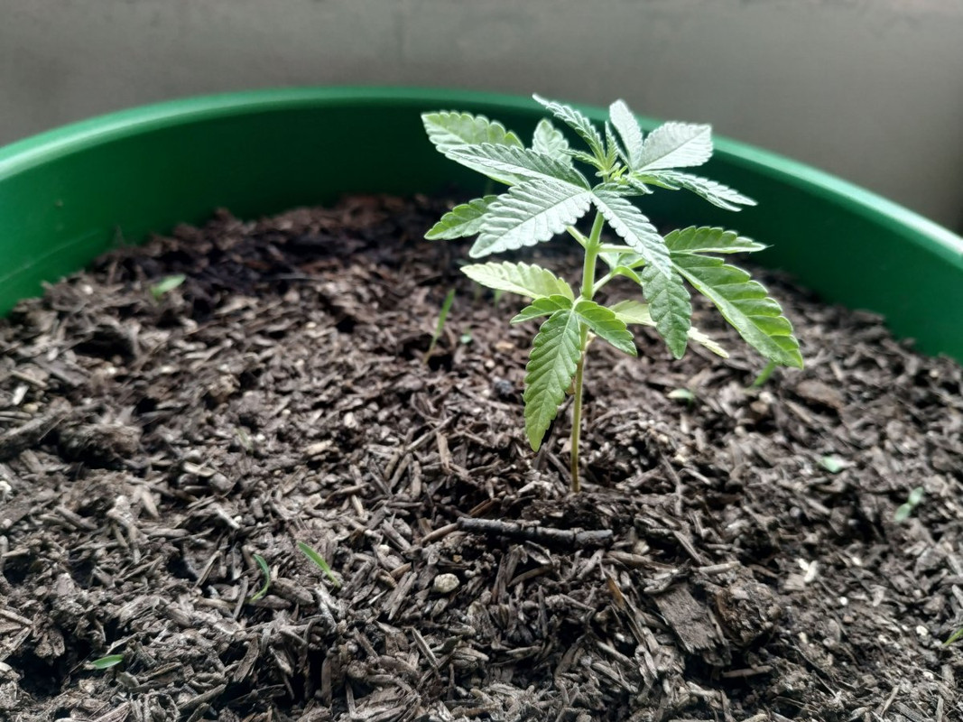 IMG_20210207_161503(1)