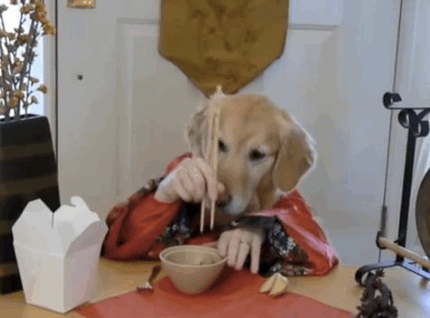 cosas-que-nunca-debes-decirle-a-un-amante-de-los-perros-1.gif