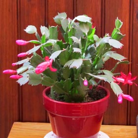 Jeudi 29 Novembre 2018... CACTUS-DE-NO-L-X
