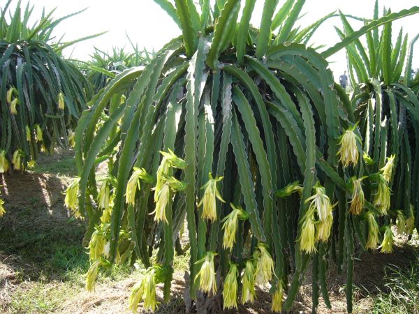 umbrella-dragon-fruit-plant-post.jpg