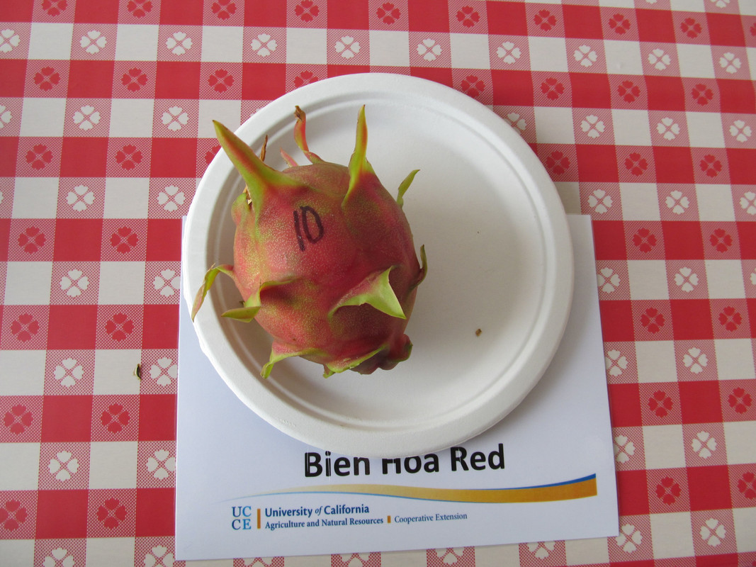 dragon fruit day 014