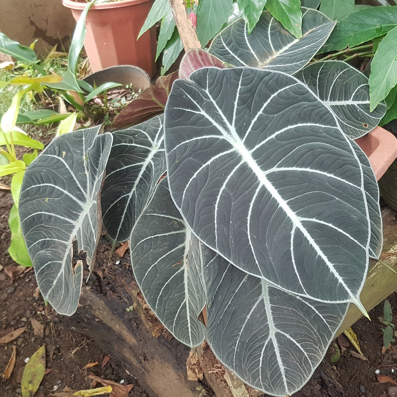 Black Velvet Plant