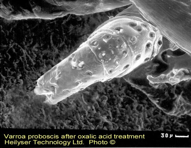 sosák klieštika po odleptaní KŠ (2)