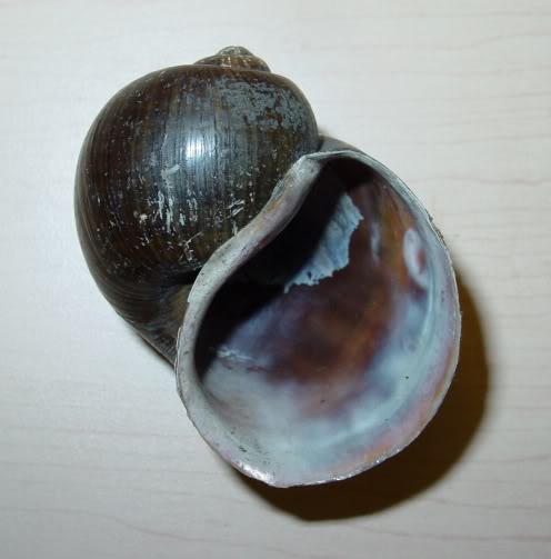 Pomacea-insularum-shell-3.jpg