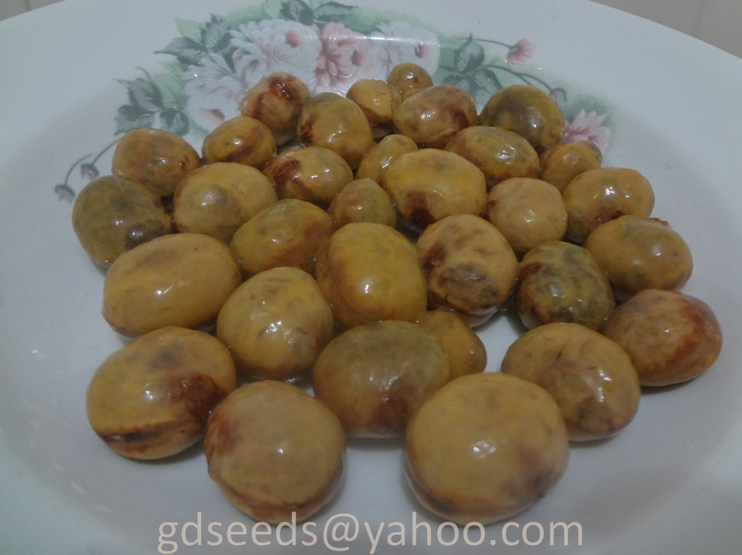 Plinia edulis 07 (grayish bark)