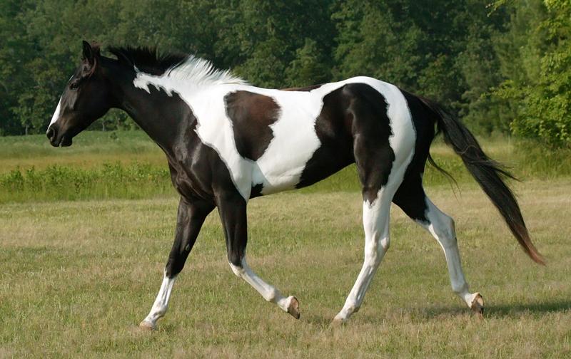 black-and-white-tobiano-paint-by-venomxbaby-d39mwu0-fullview.jpg