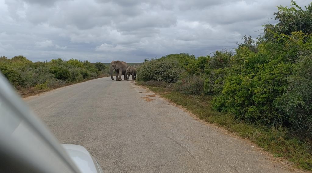 Такая близкая Африка. (ЮАР. 22 дня и 4200 км. Ноябрь-Декабрь)
