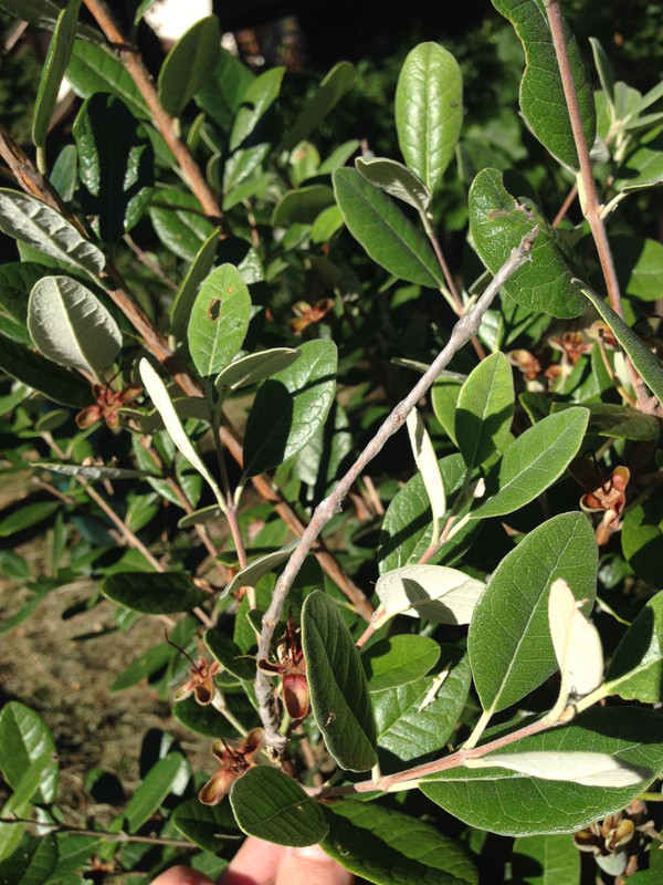Plants - 8