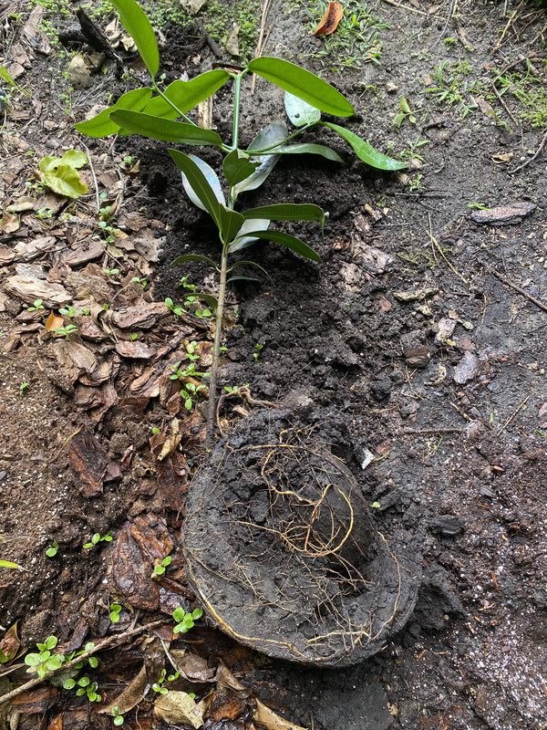 Lucs Garcinia Roots 2 2020