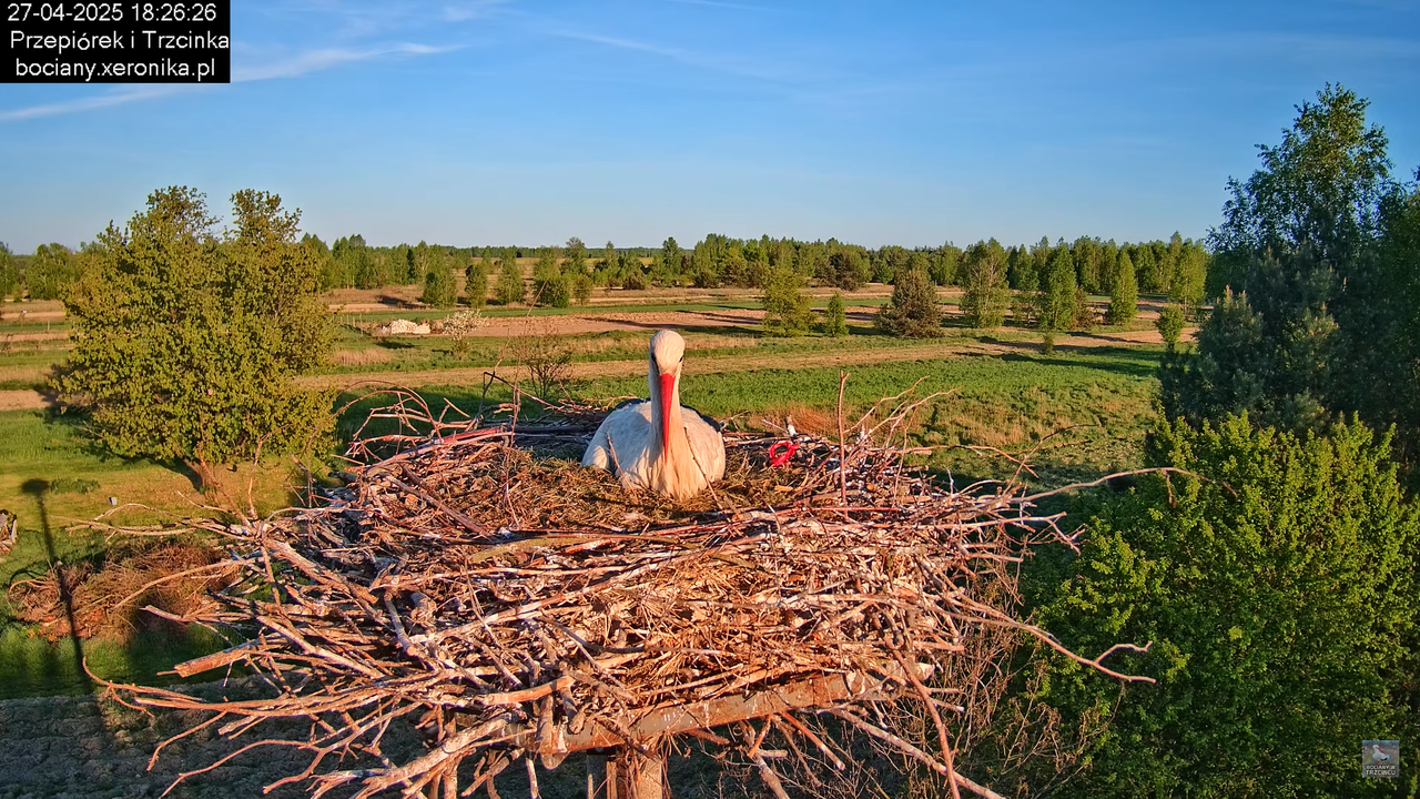 27042025bociany17