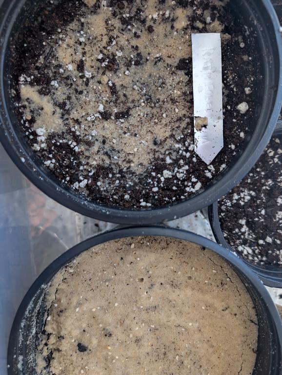 rainforest plums one sand one potting soil
