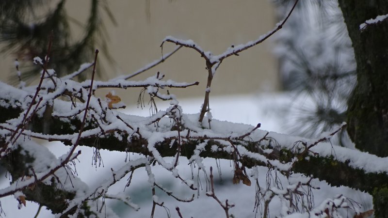 [Image: DSC04066.jpg]