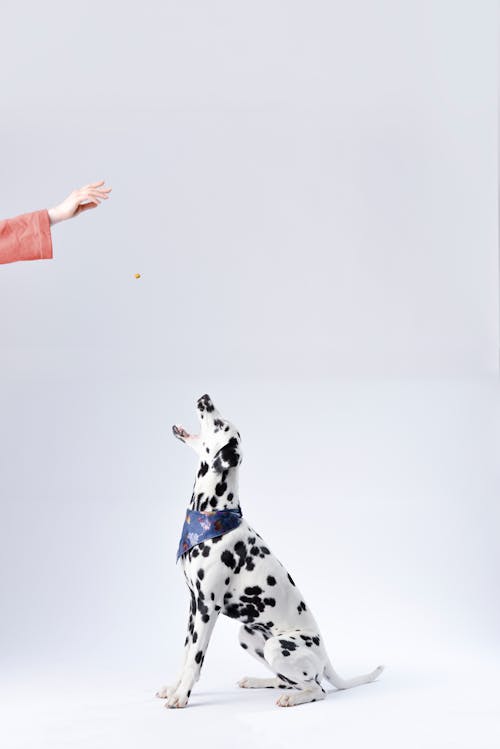 Pet Food Container With Pour Spout