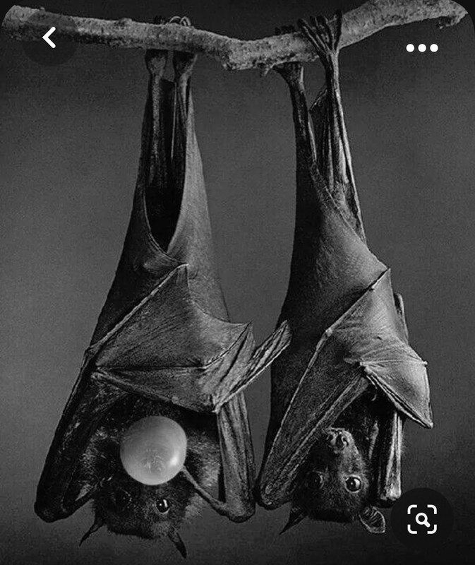 Screenshot_20230928_210142_Pinterest