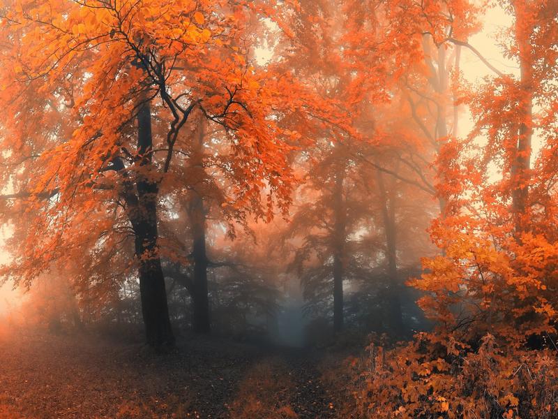 autumn-forest-mist-1600x1200.jpg