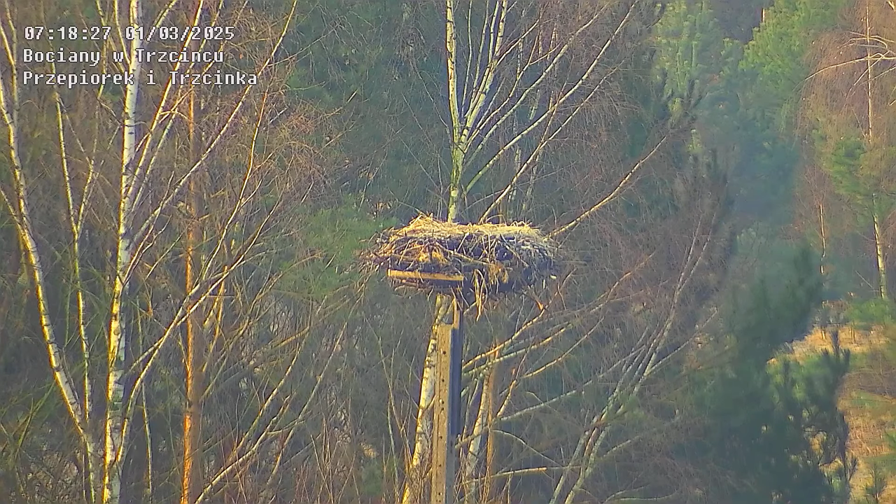 01032025nowegniazdo