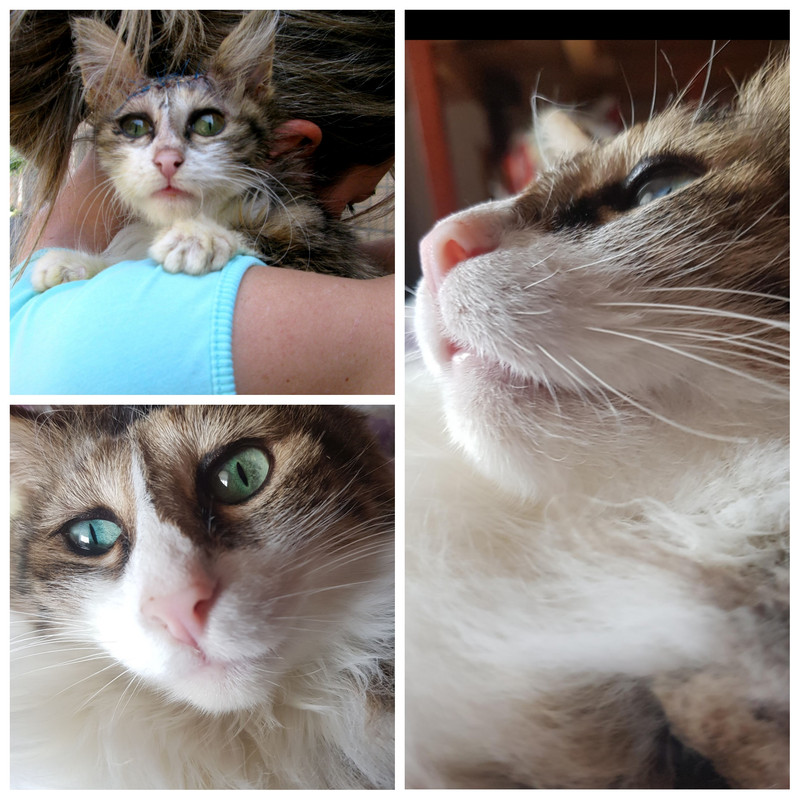 Photo Collage 1775219831275