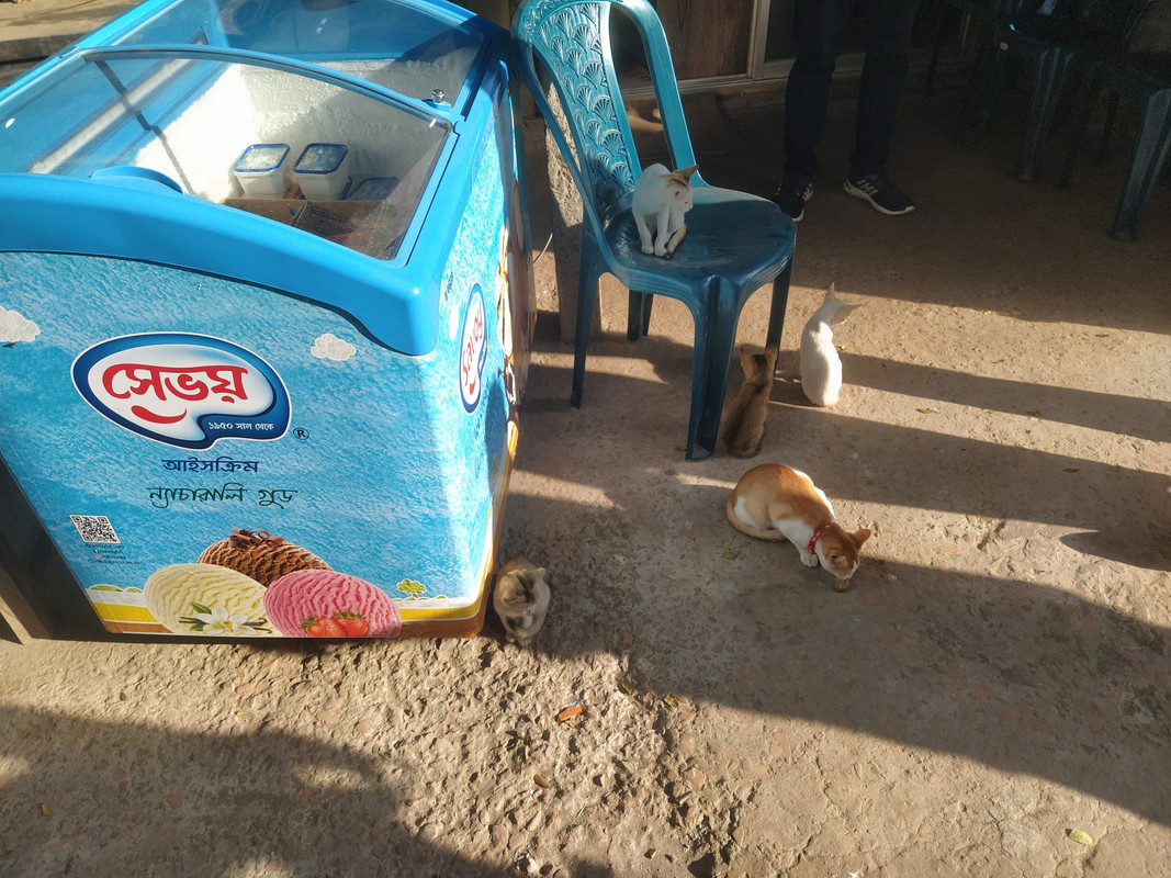 Бенгальский фьюжн с коровами на деревьях, или Бангладеш в обрамлении двух Индий