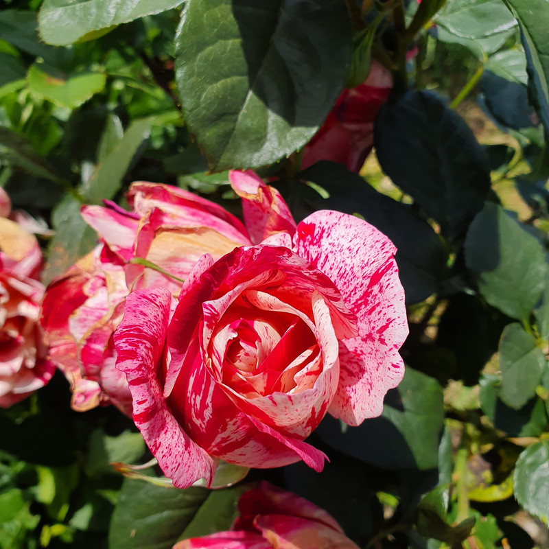 [Image: 20200518-112123.jpg]