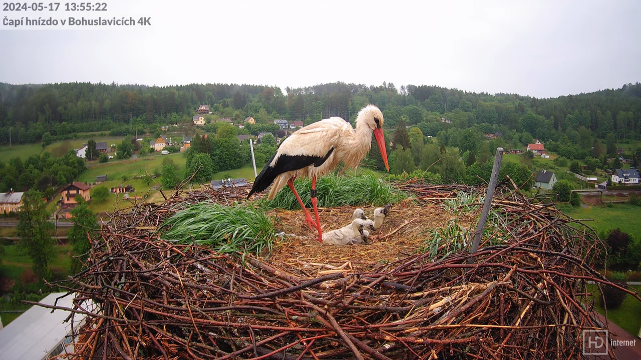 Živě z čapího komína firmy KARA v Bohuslavicích u Trutnova 3-27-52 screenshot