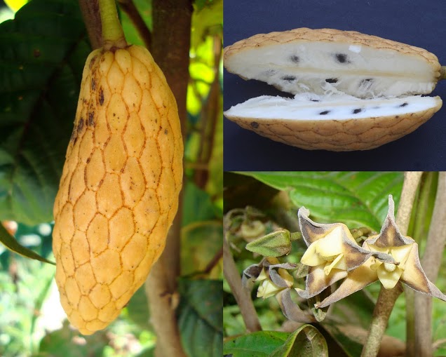 Annona-Raimondia deceptrix