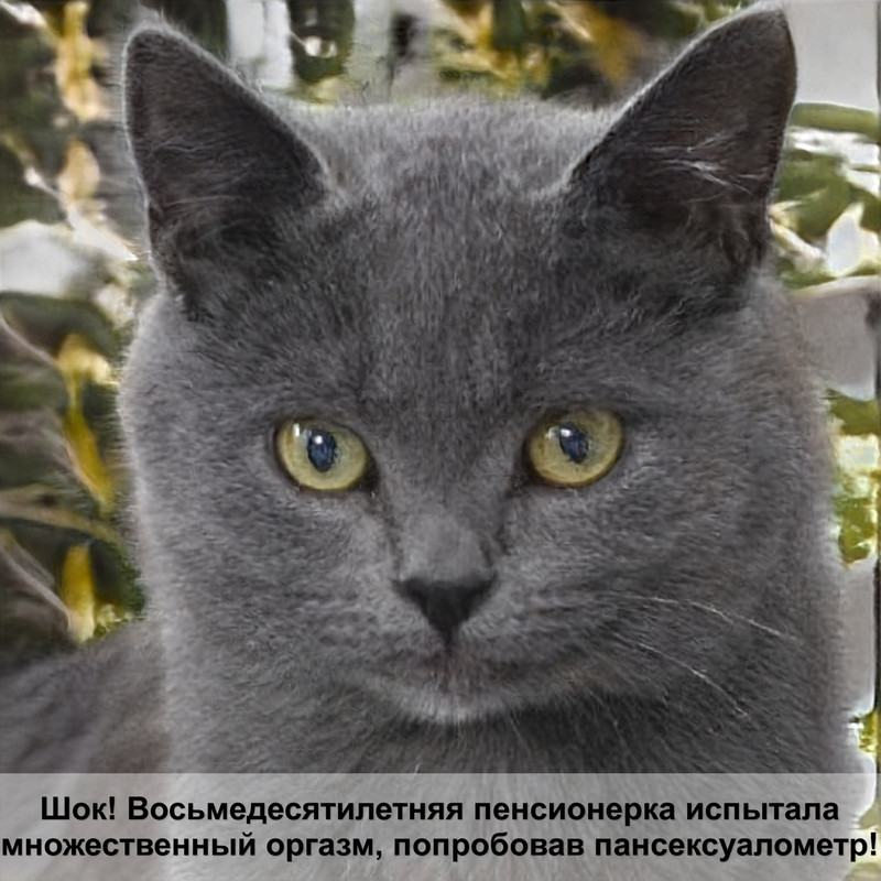 тайская кошка шерсть