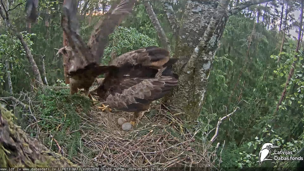 Mazais ērglis (Clanga pomarina), ligzda bērzā 15-24-24 screenshot