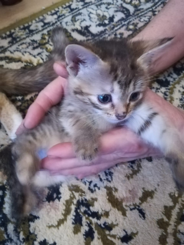 WhatsApp Image 2020-05-08 at 21.21.11 (2)