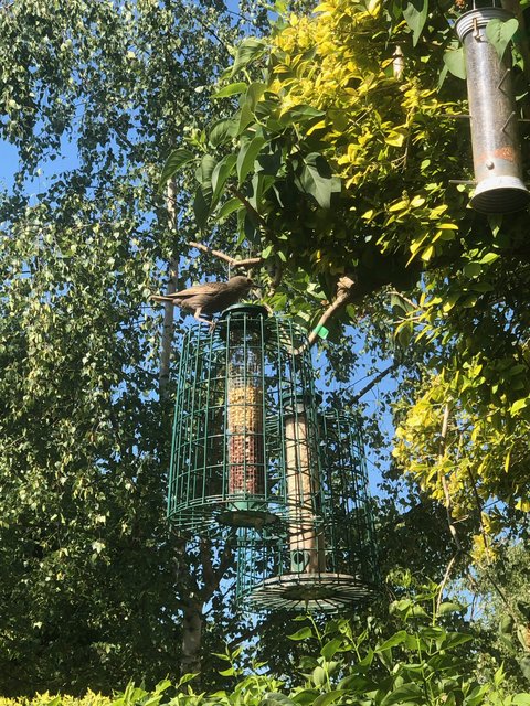 bird-feeders.jpg