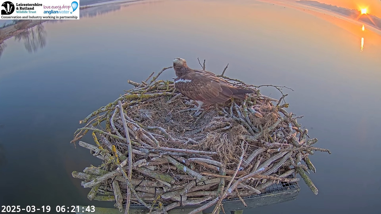 LRWT — Manton Bay Ospreys tiešraides tīmekļa kamera (platleņķa) 6-0-10 screenshot