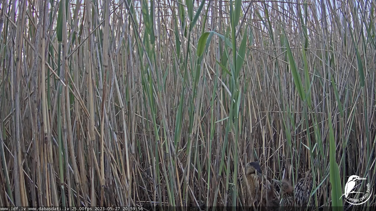 Lielais dumpis (Botaurus stellaris) Engurē - LDF tiešraide 12-8-25 screenshot
