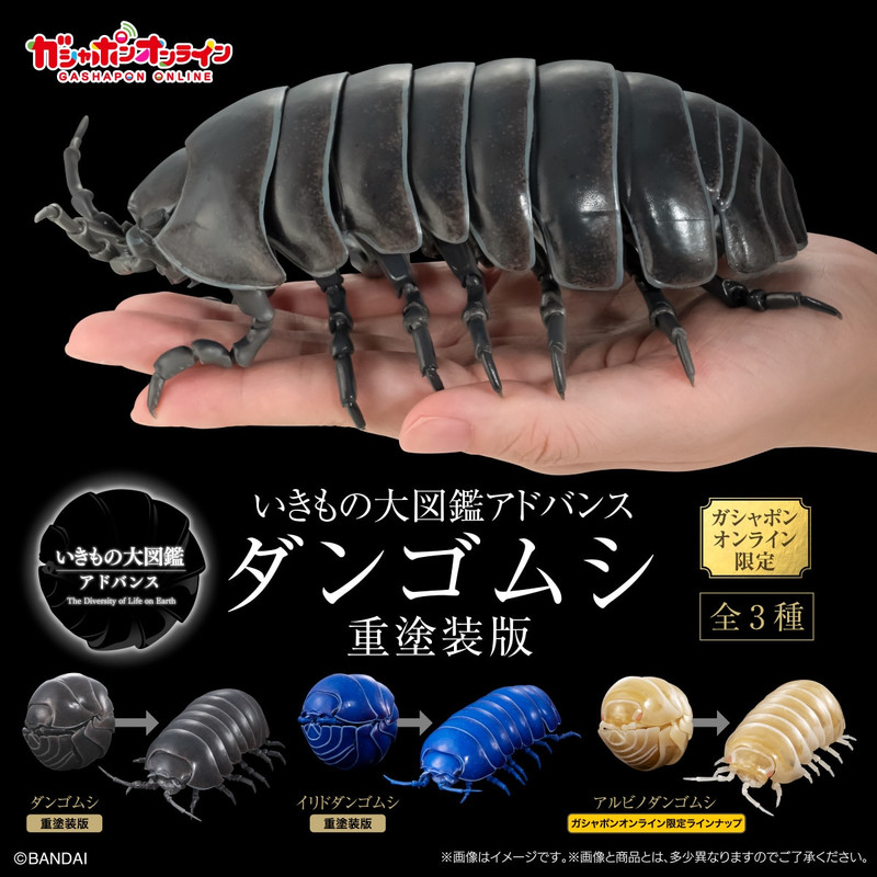 New for 2025 - INSECTS and other TERRESTRIAL INVERTEBRATES