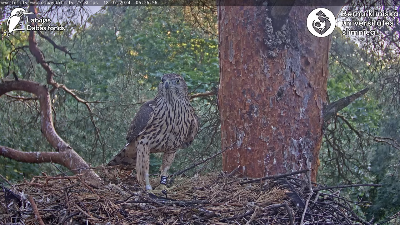 Vistu vanags (Accipiter gentilis) BKUS teritorijā – 2. ligzda 11-34-6 screenshot
