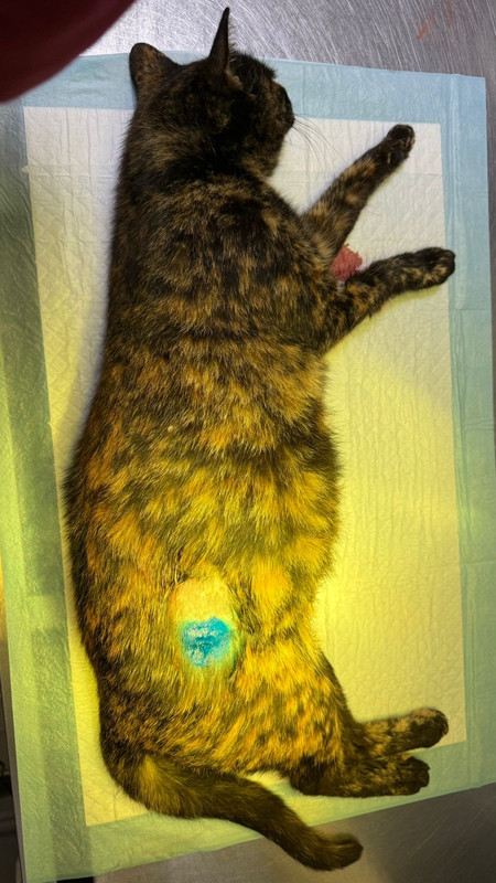 9a086765 8a9a 429f 9adb e1a813322372